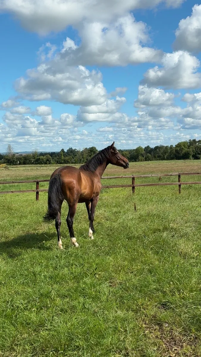 3 year old 16.2 Enaghan Cavalier gelding - Image 2