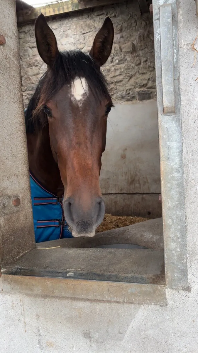 3 year old 16.2 Enaghan Cavalier gelding - Image 3