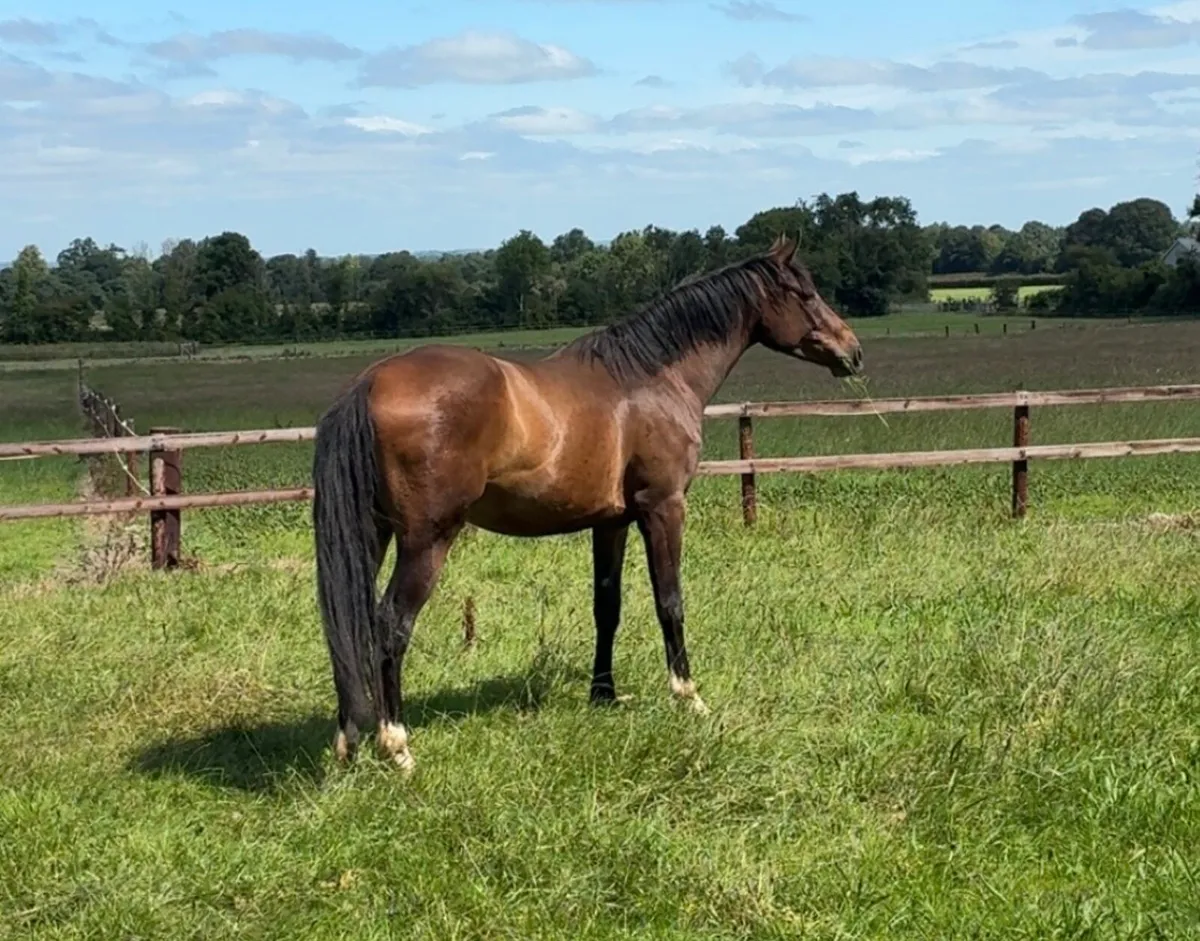 3 year old 16.2 Enaghan Cavalier gelding - Image 4