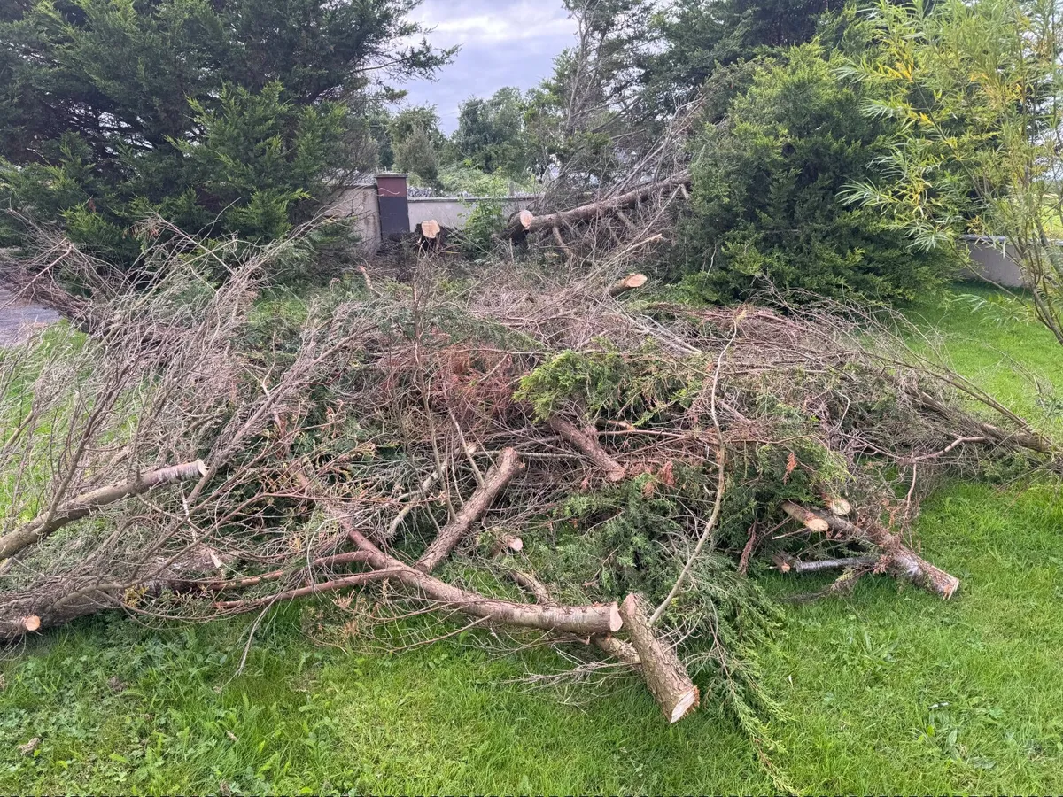 timber - Image 3