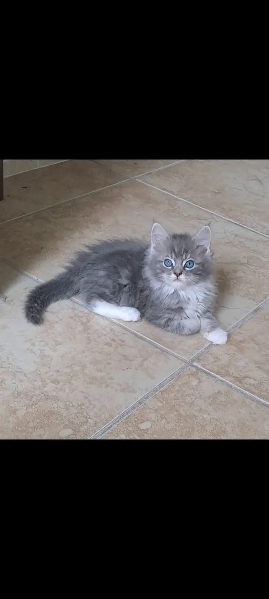 Two kittens- Maine Coon Ragdoll mix - Image 1
