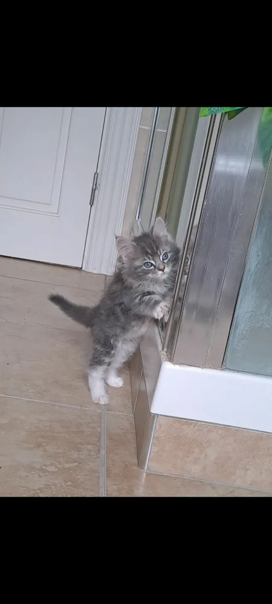 Two kittens- Maine Coon Ragdoll mix - Image 2