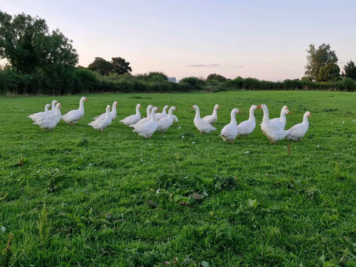 Geese - Image 1