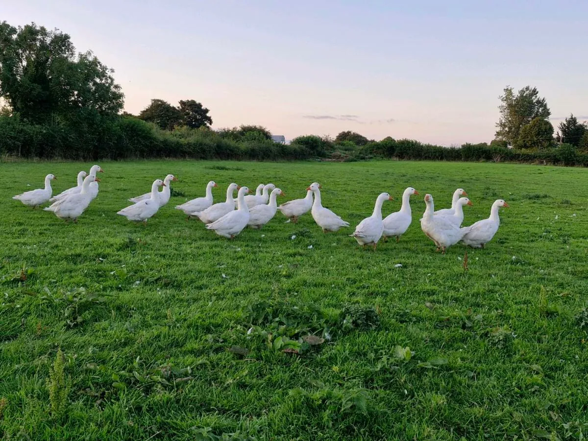 Geese - Image 2