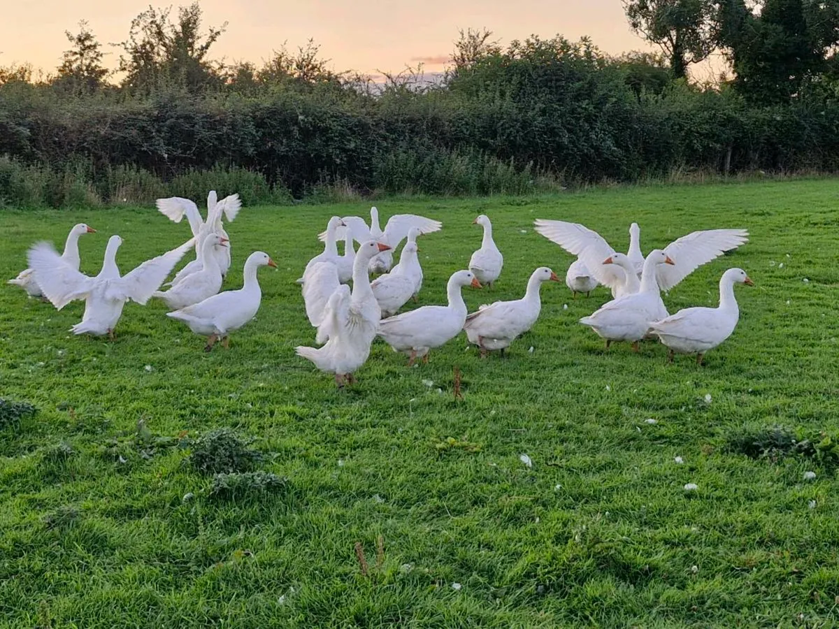 Geese - Image 3