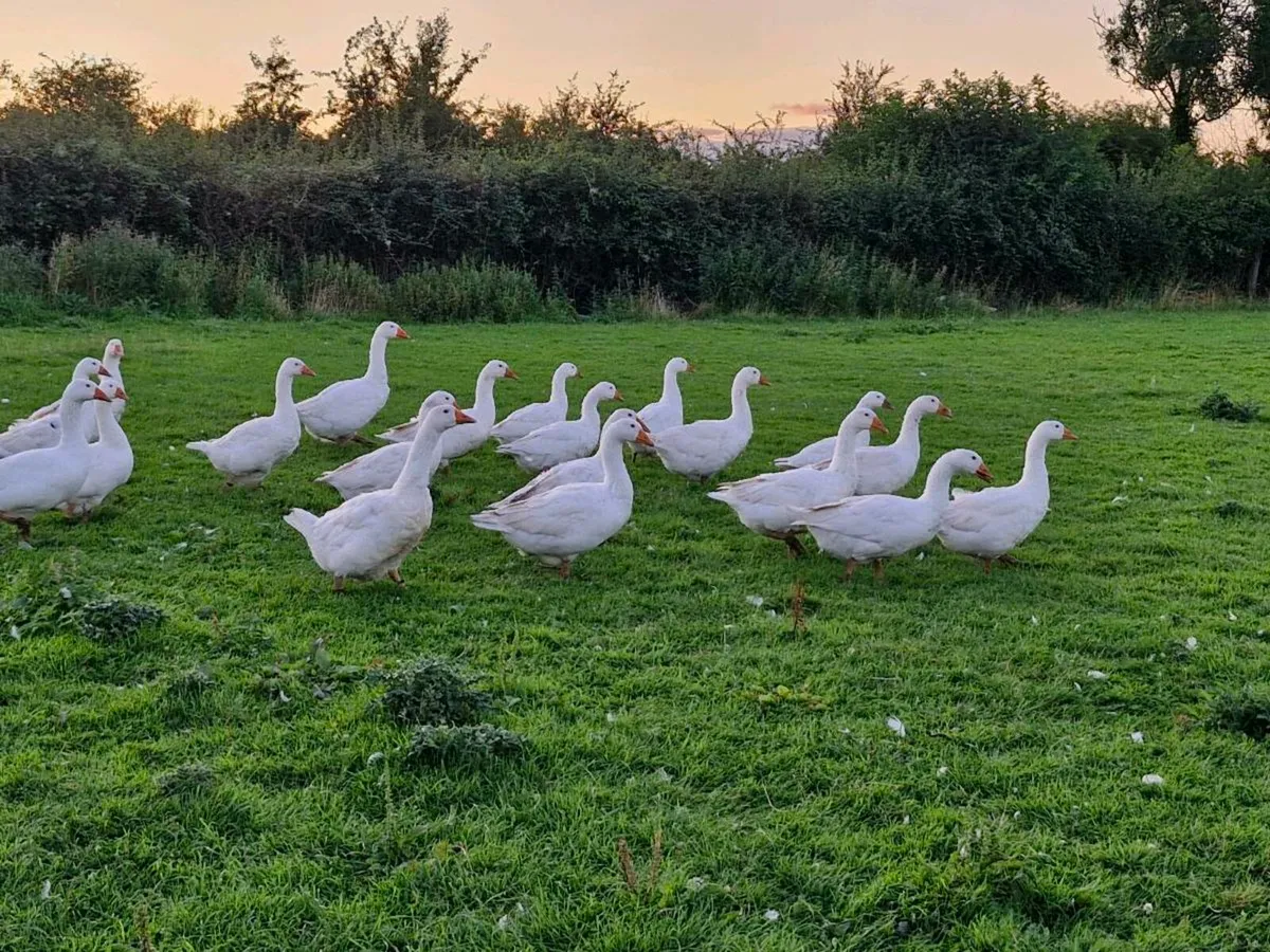 Geese - Image 4