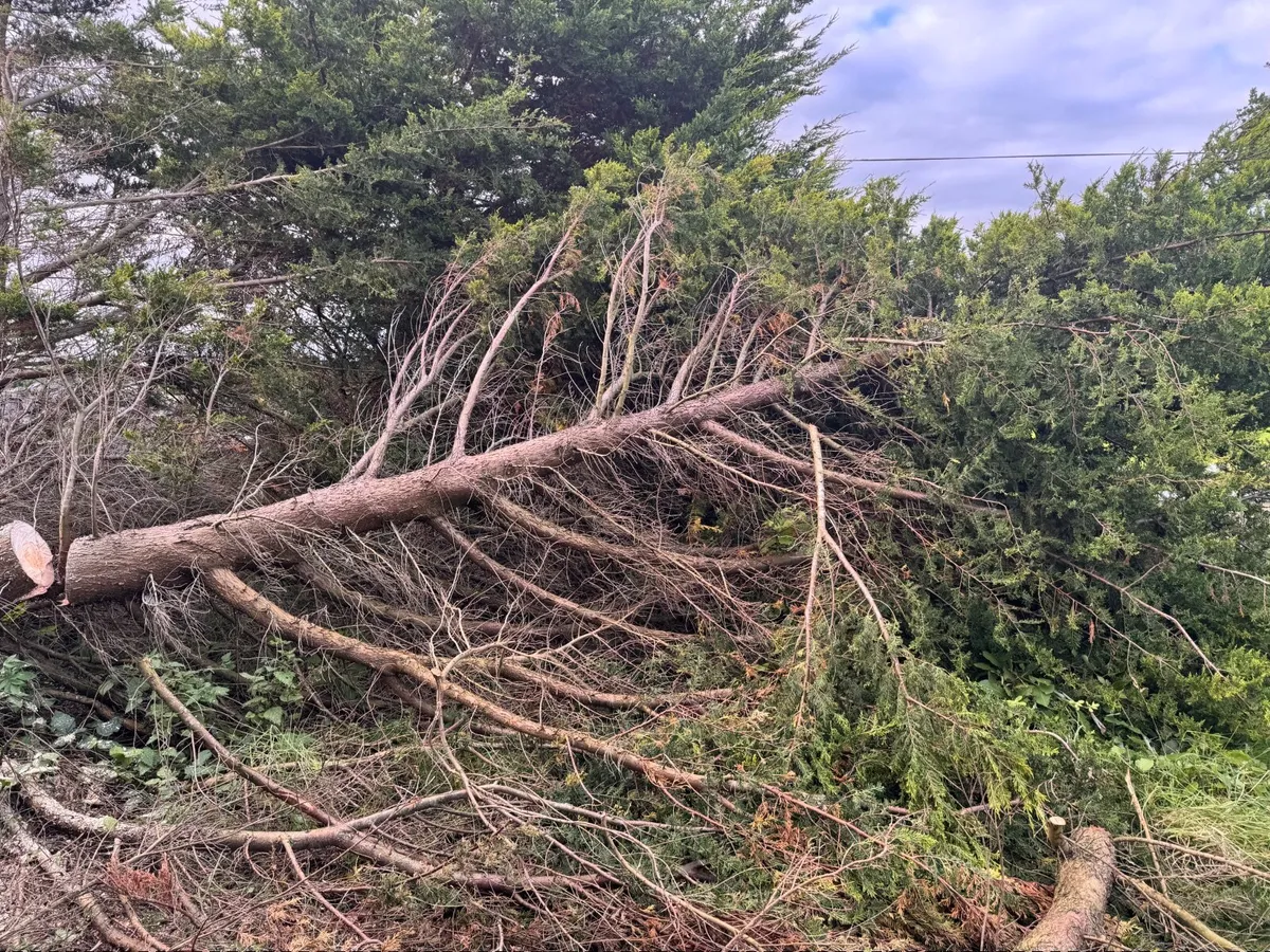 timber - Image 2