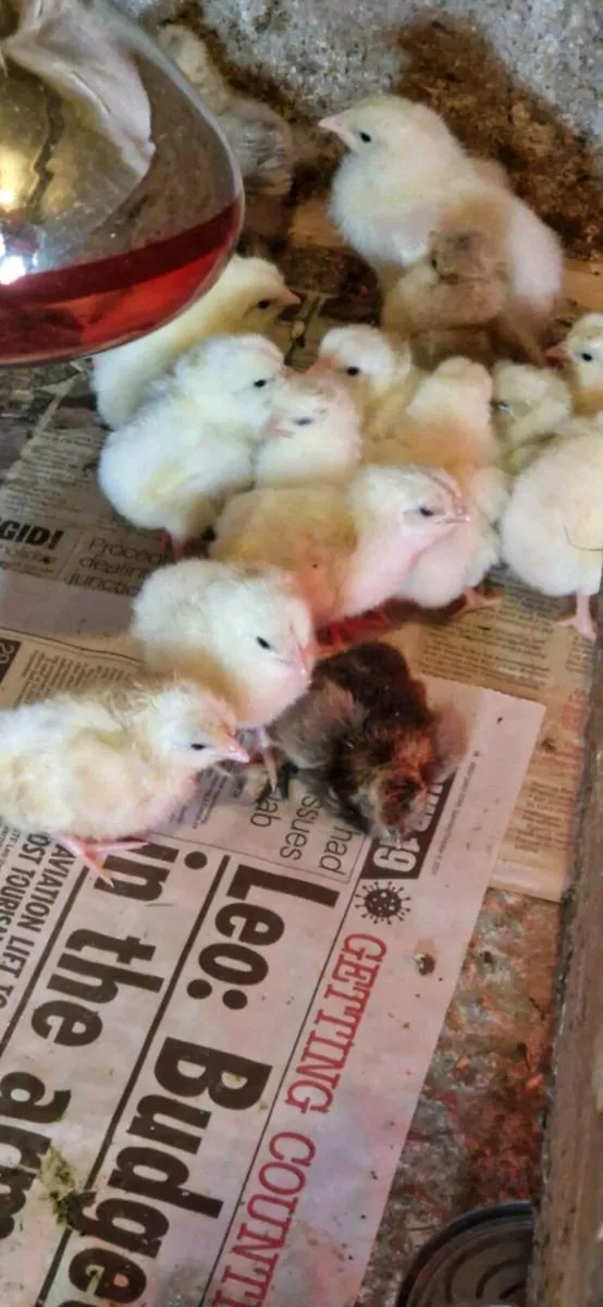 Day old Chicks, Hens, fertile eggs Co kildare - Image 1