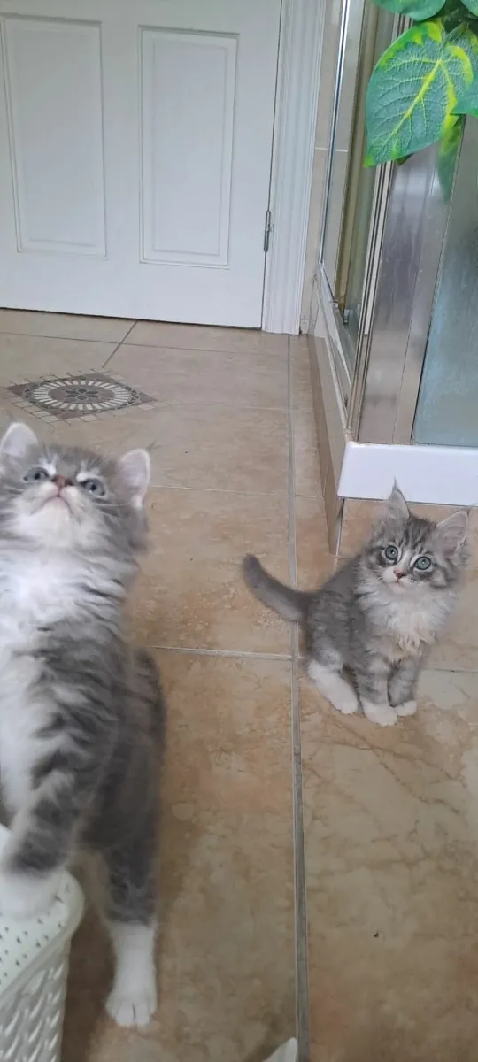 Two kittens- Maine Coon Ragdoll mix - Image 3