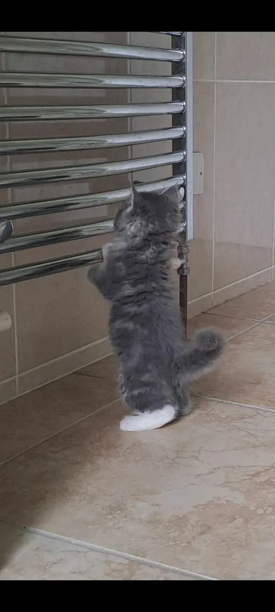 Two kittens- Maine Coon Ragdoll mix - Image 4