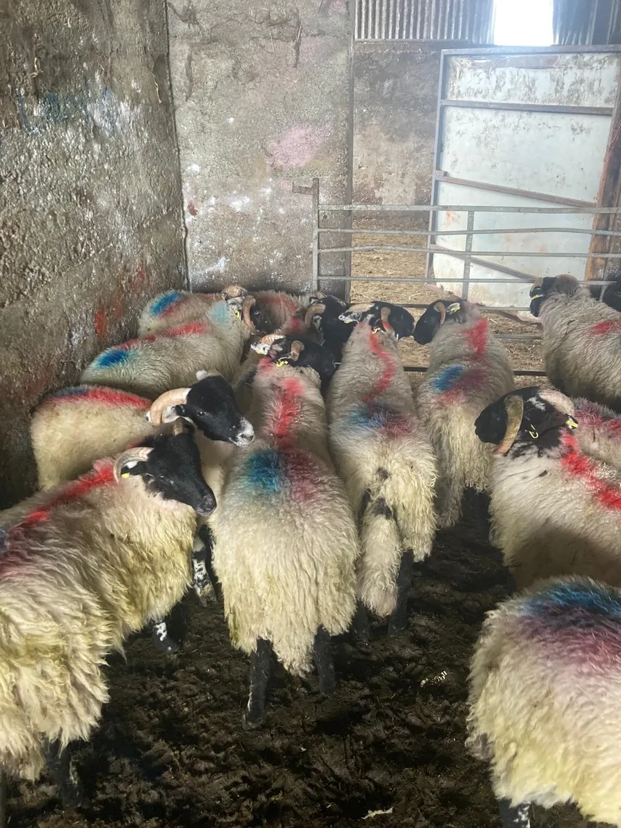 20 horn lambs