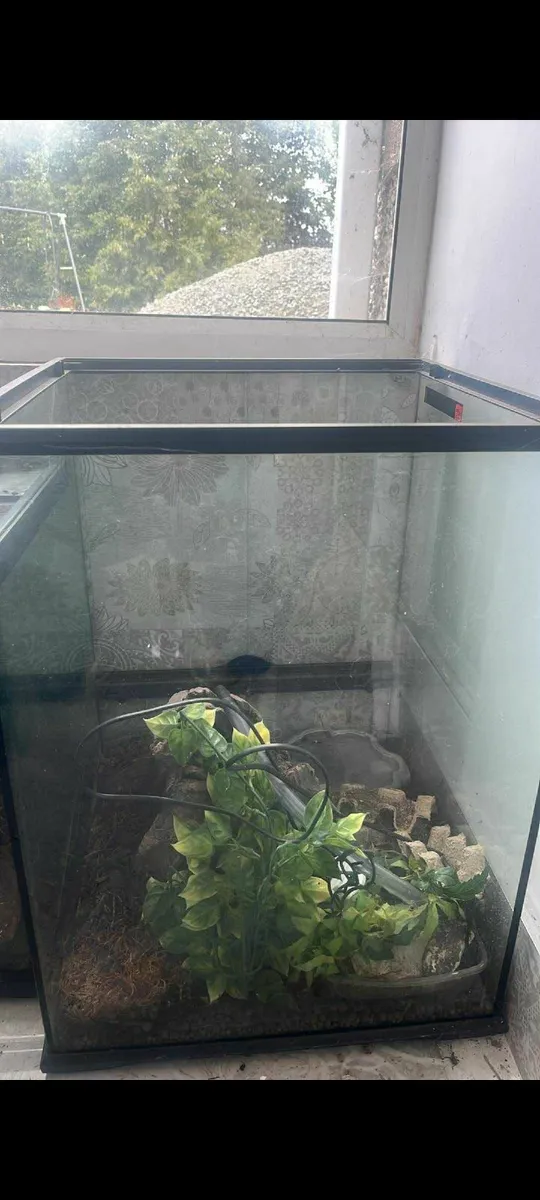 3 Stunning Terrariums – Nature in Glass! - Image 2