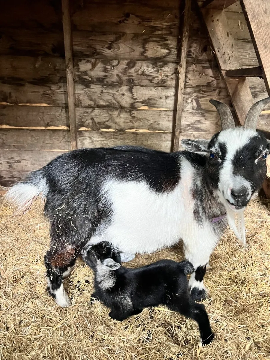 Pygmy Goats - Image 3