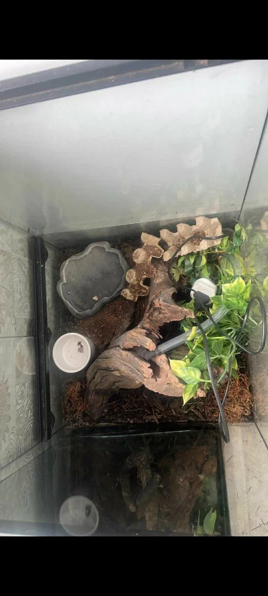 3 Stunning Terrariums – Nature in Glass! - Image 3