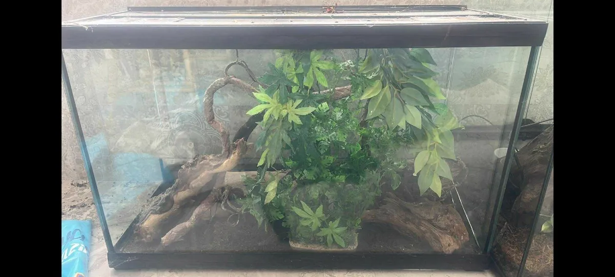 3 Stunning Terrariums – Nature in Glass! - Image 1