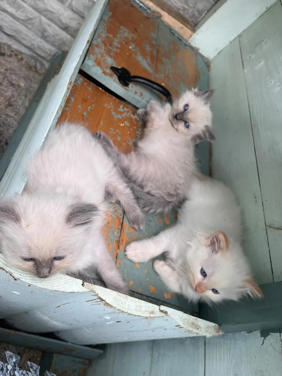 Ragdoll kittens - Image 1
