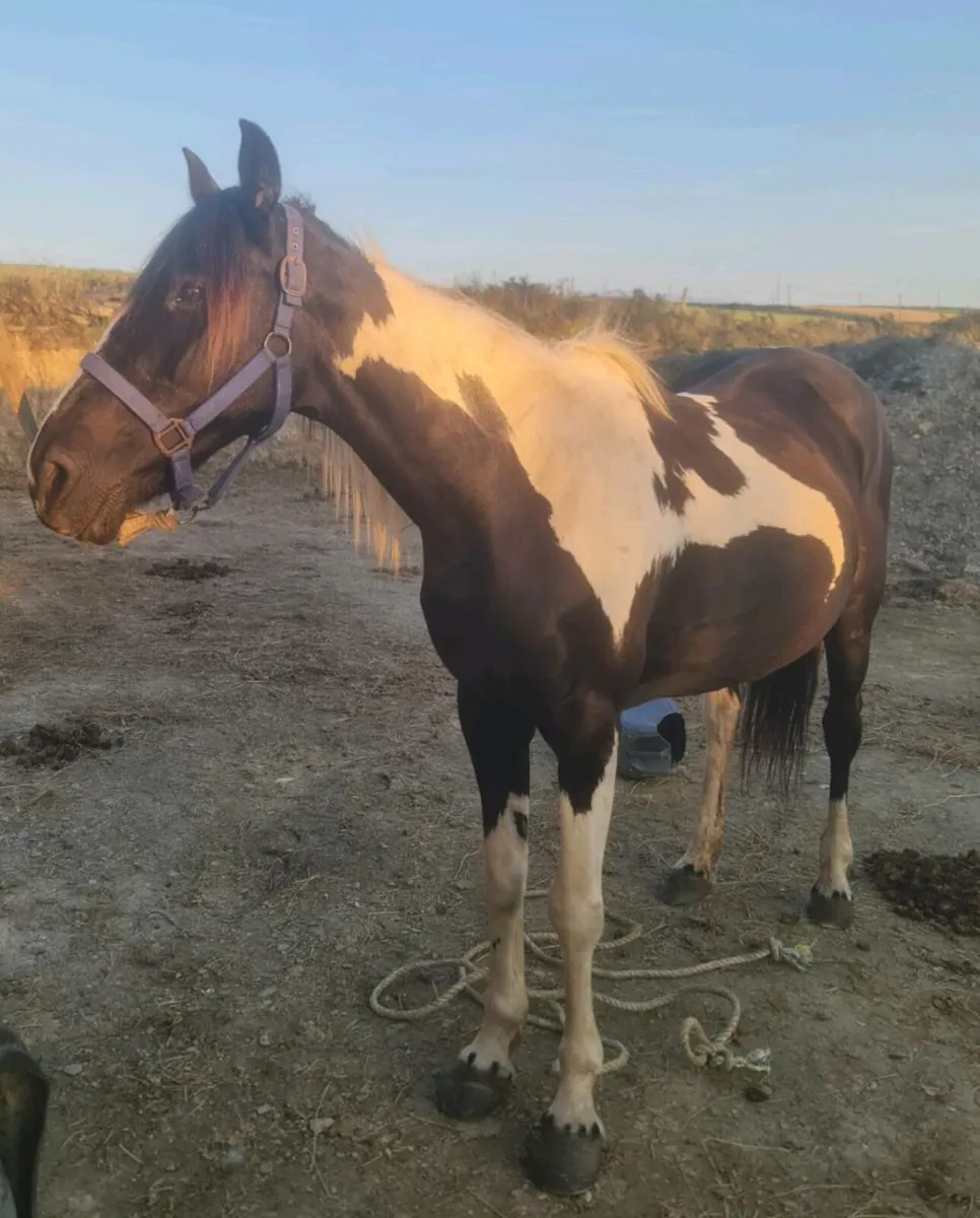 Bombproof  ride and drive cob - Image 1