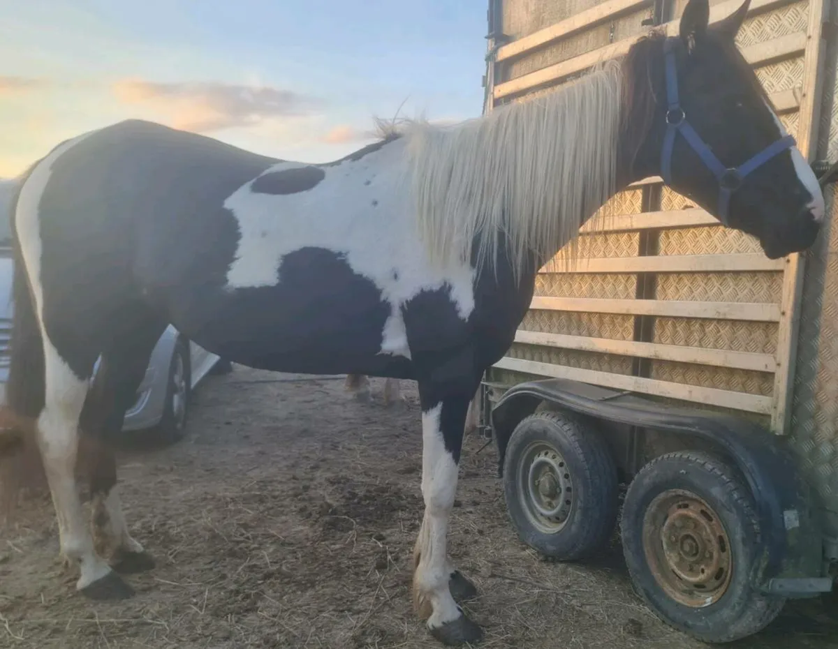 Bombproof  ride and drive cob - Image 2