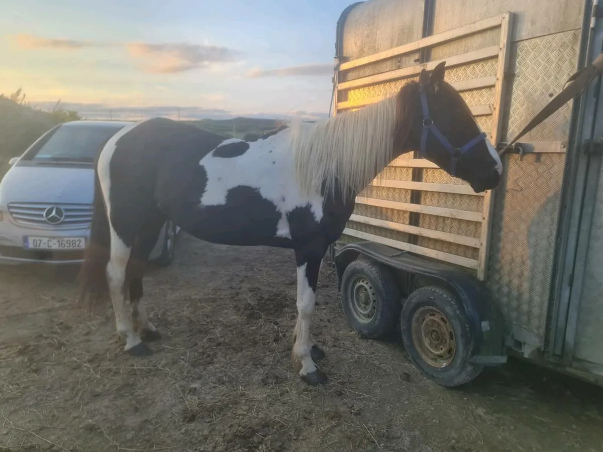 Bombproof  ride and drive cob - Image 3