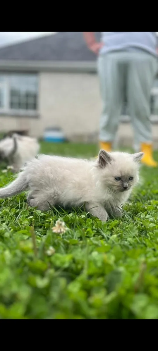 Ragdoll kittens - Image 2