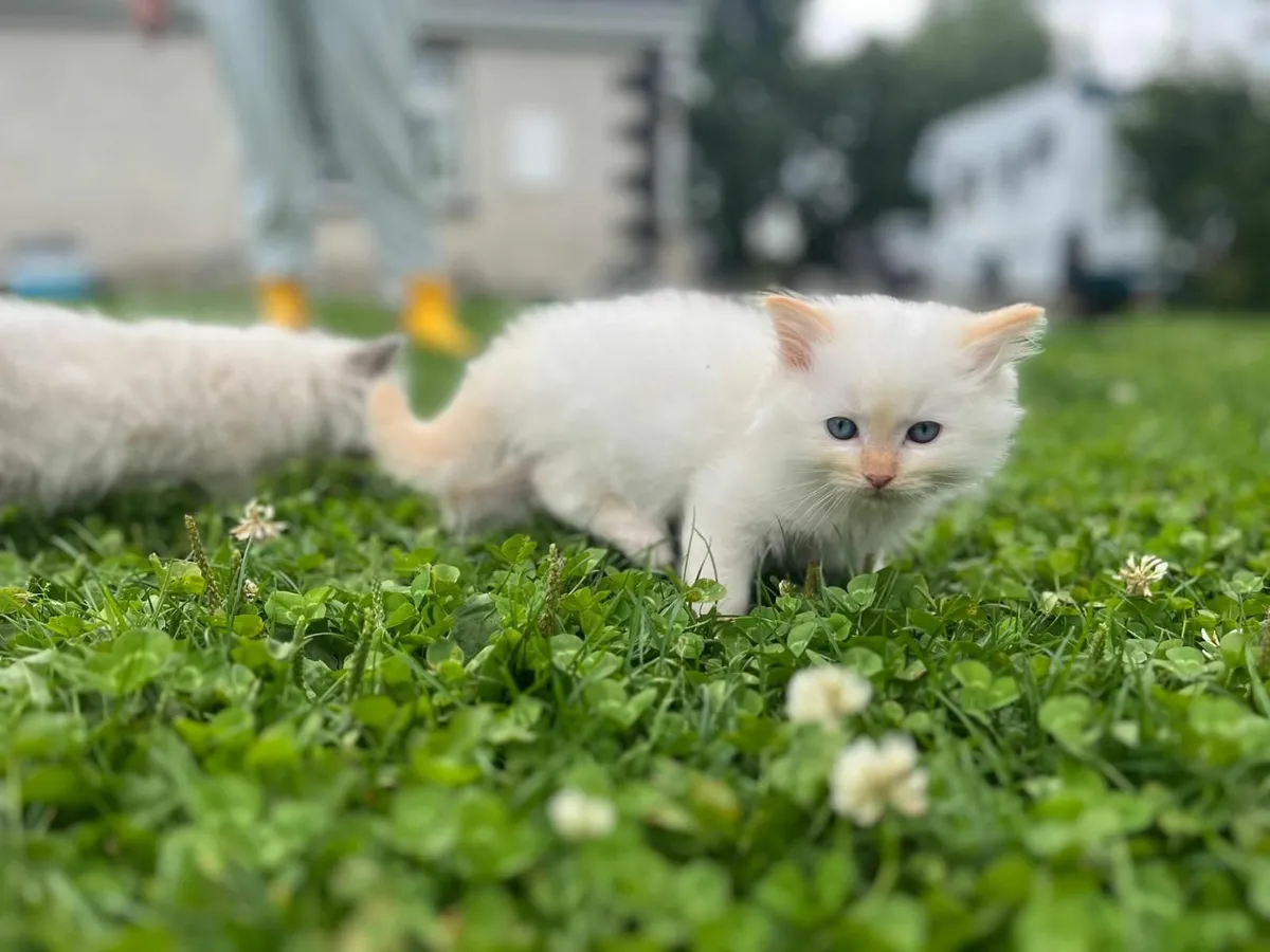 Ragdoll kittens - Image 3