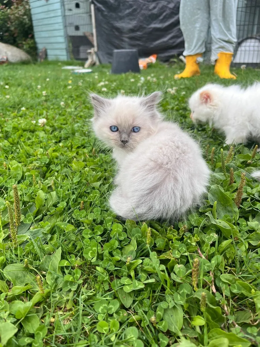 Ragdoll kittens - Image 4