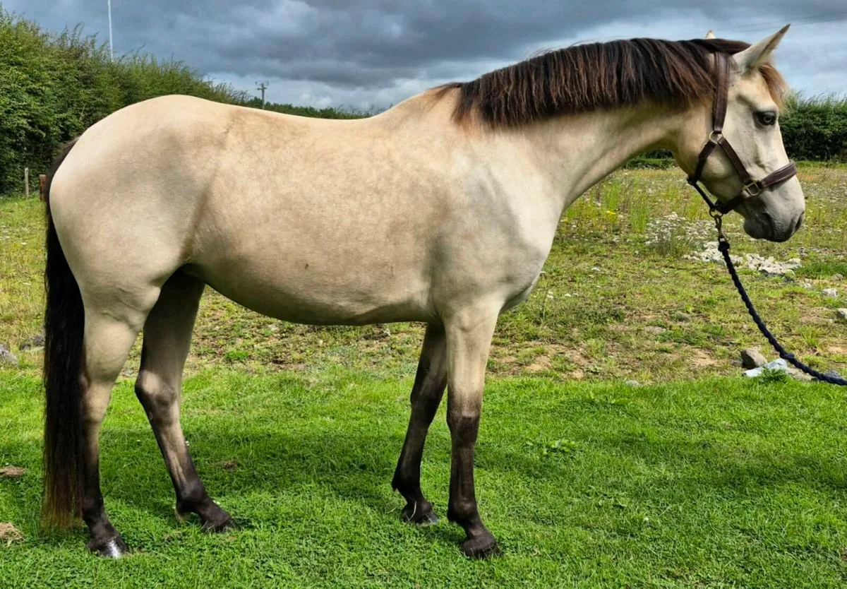 5 year old Class 1 Connemara mare - Image 1