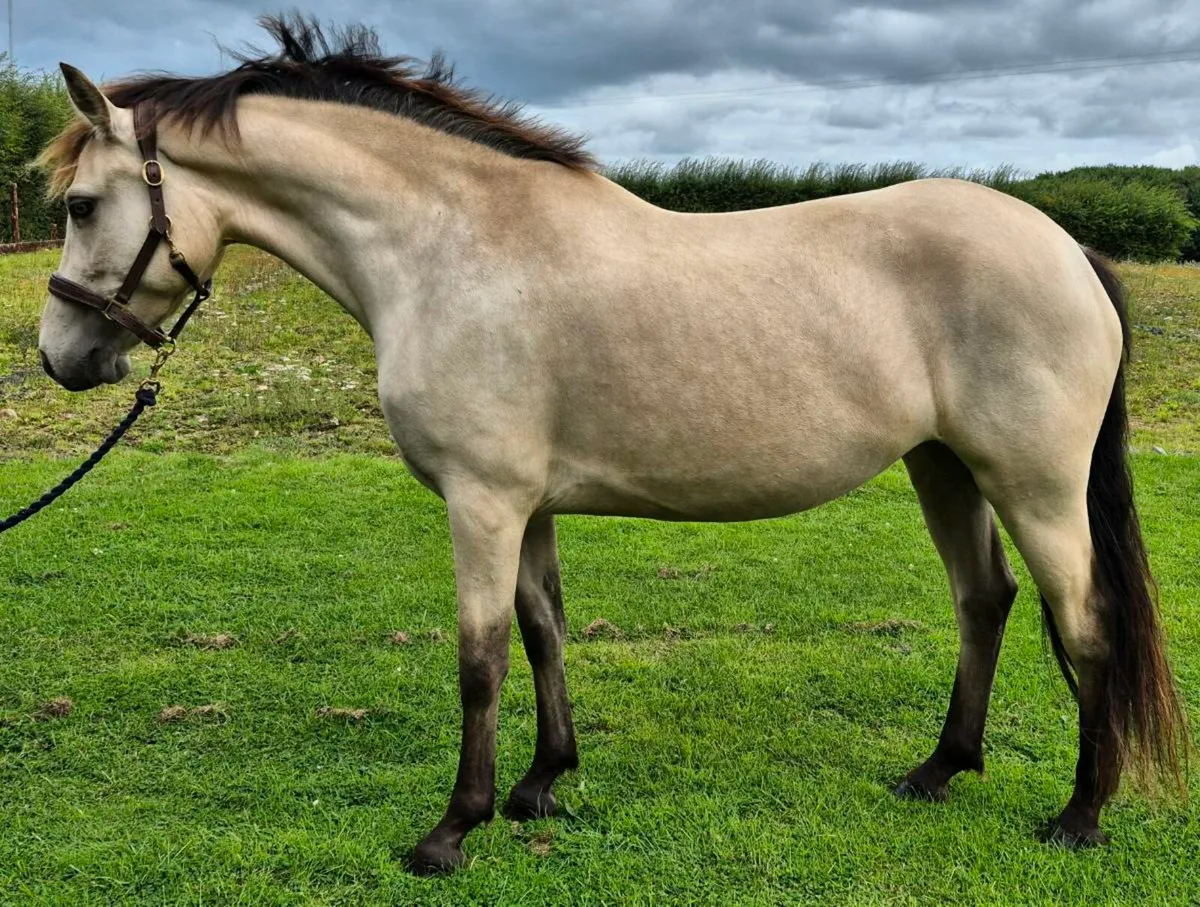 5 year old Class 1 Connemara mare - Image 2