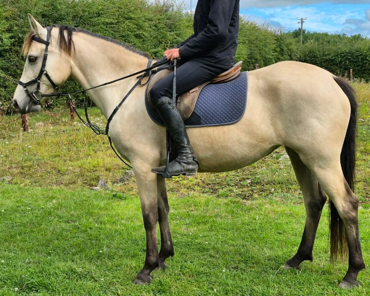 5 year old Class 1 Connemara mare - Image 3