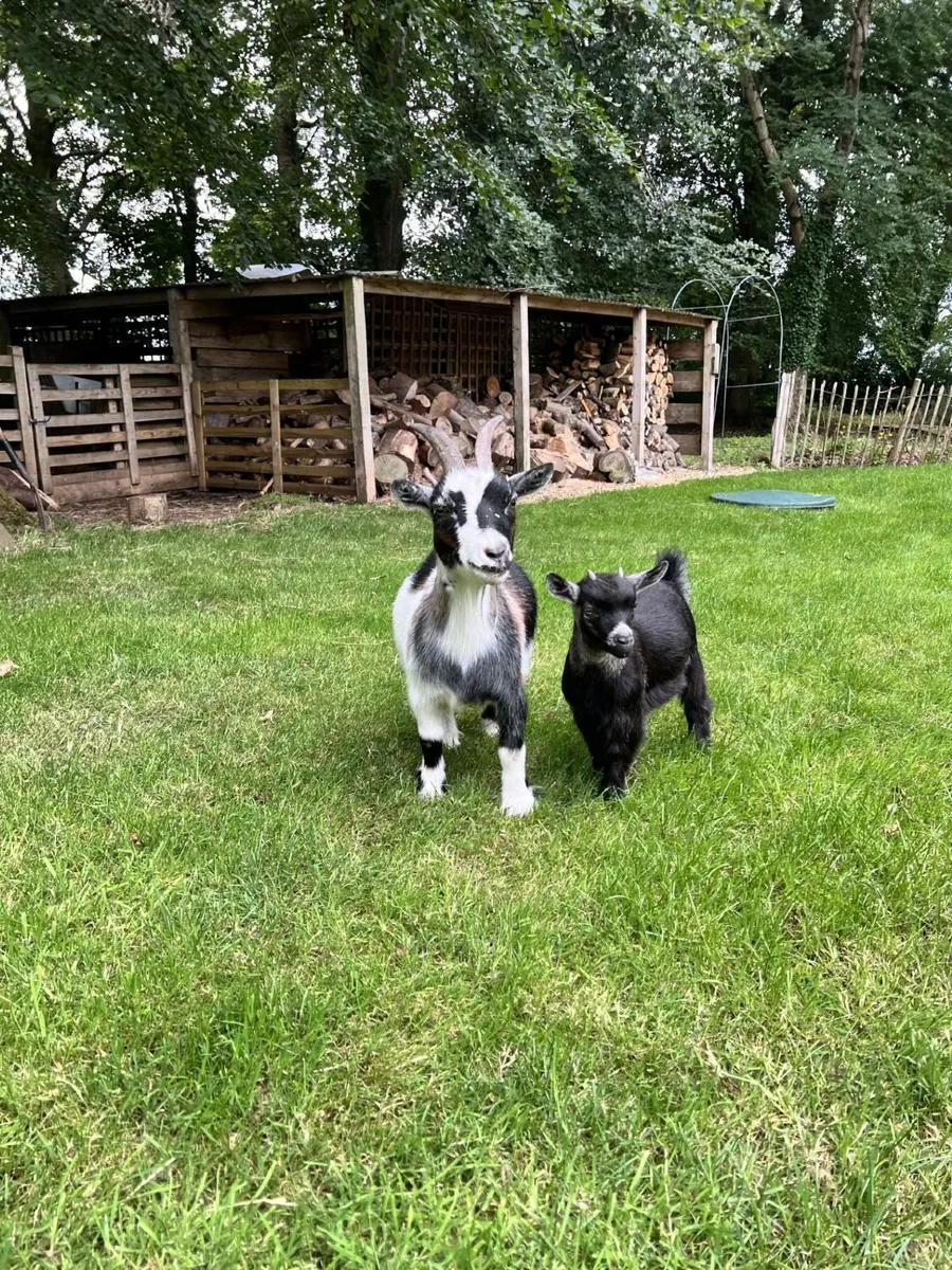 Pygmy Goats - Image 1
