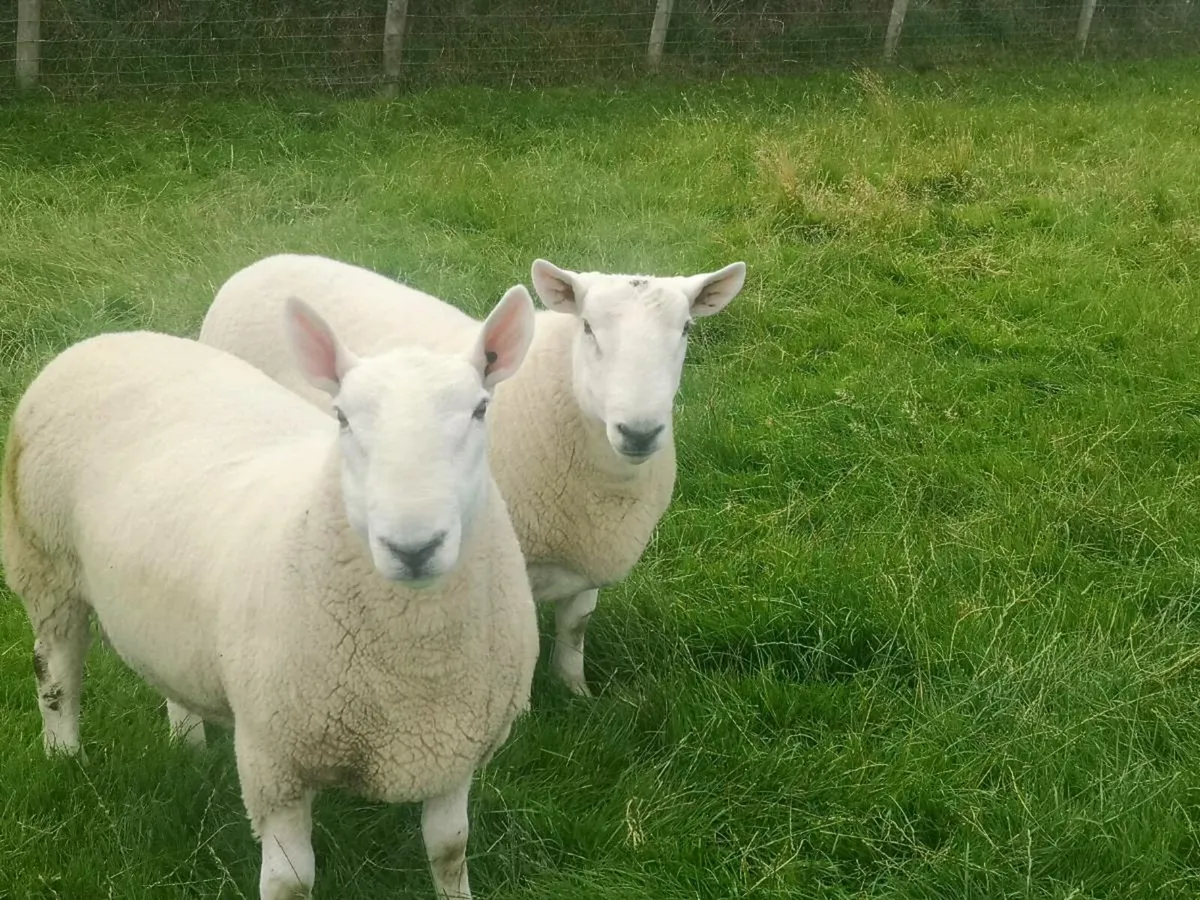 North Country Cheviot Rams - Image 1