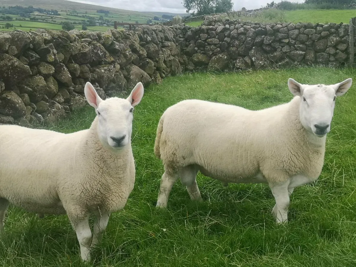 North Country Cheviot Rams - Image 2