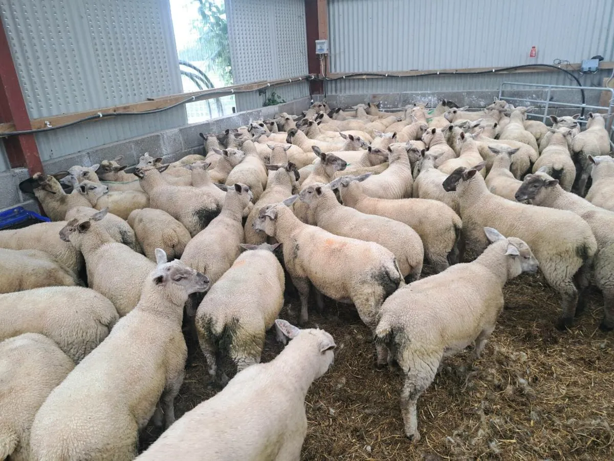 Store Lambs - Image 1