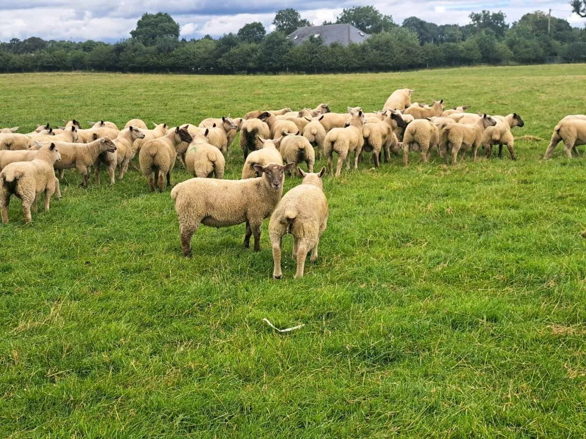 Store Lambs - Image 2