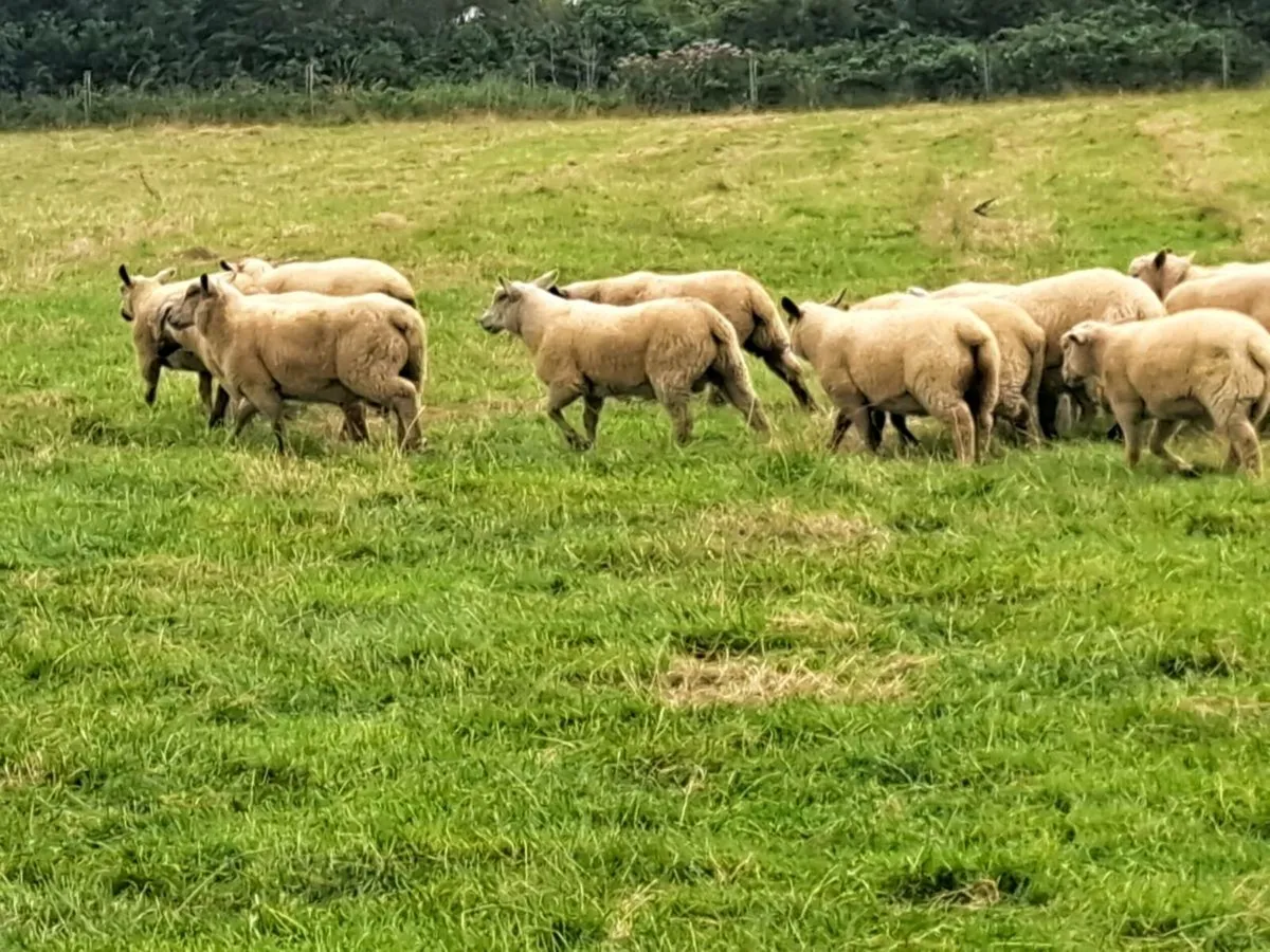 Store Lambs - Image 3