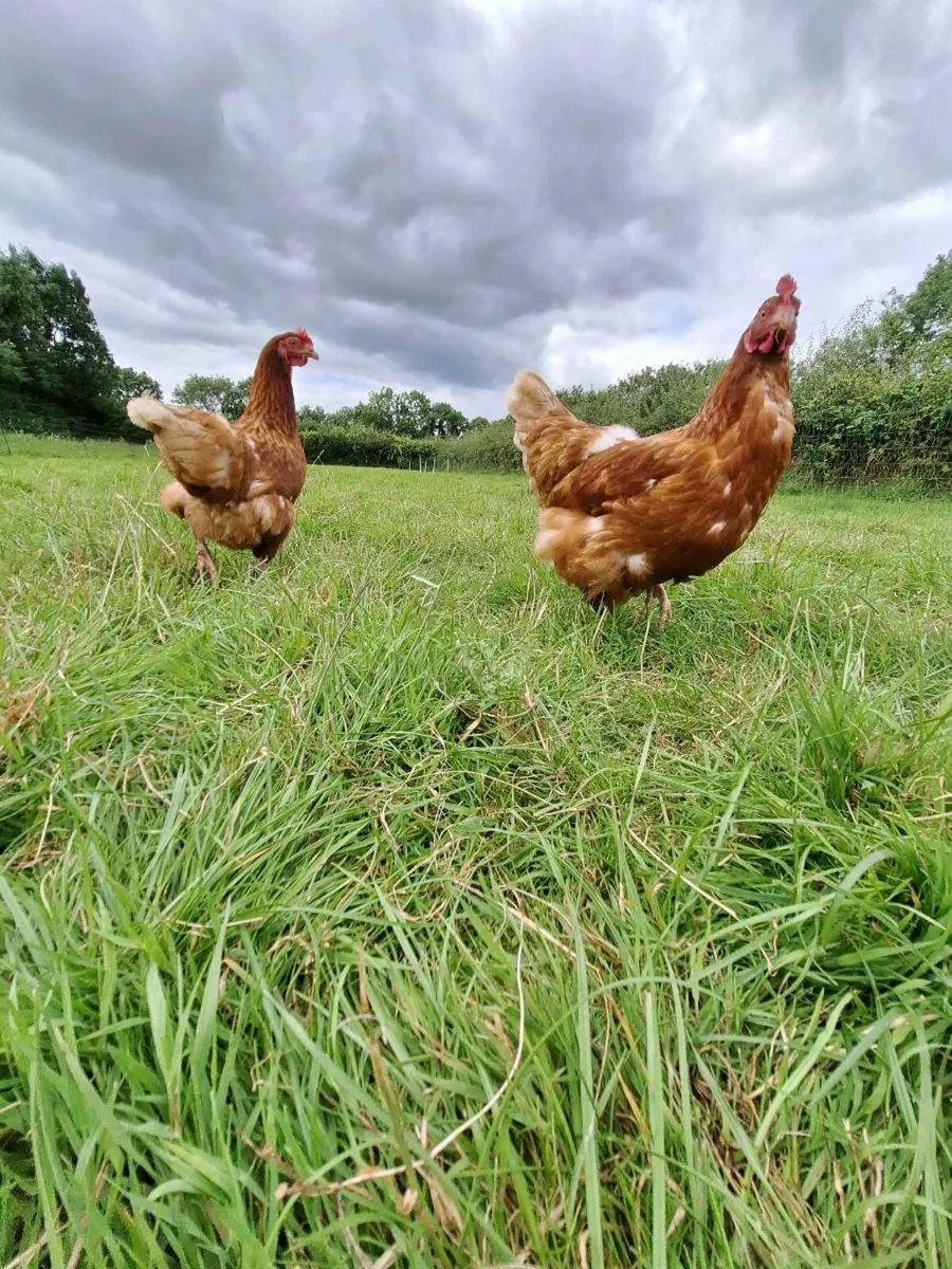 Hens - Image 1