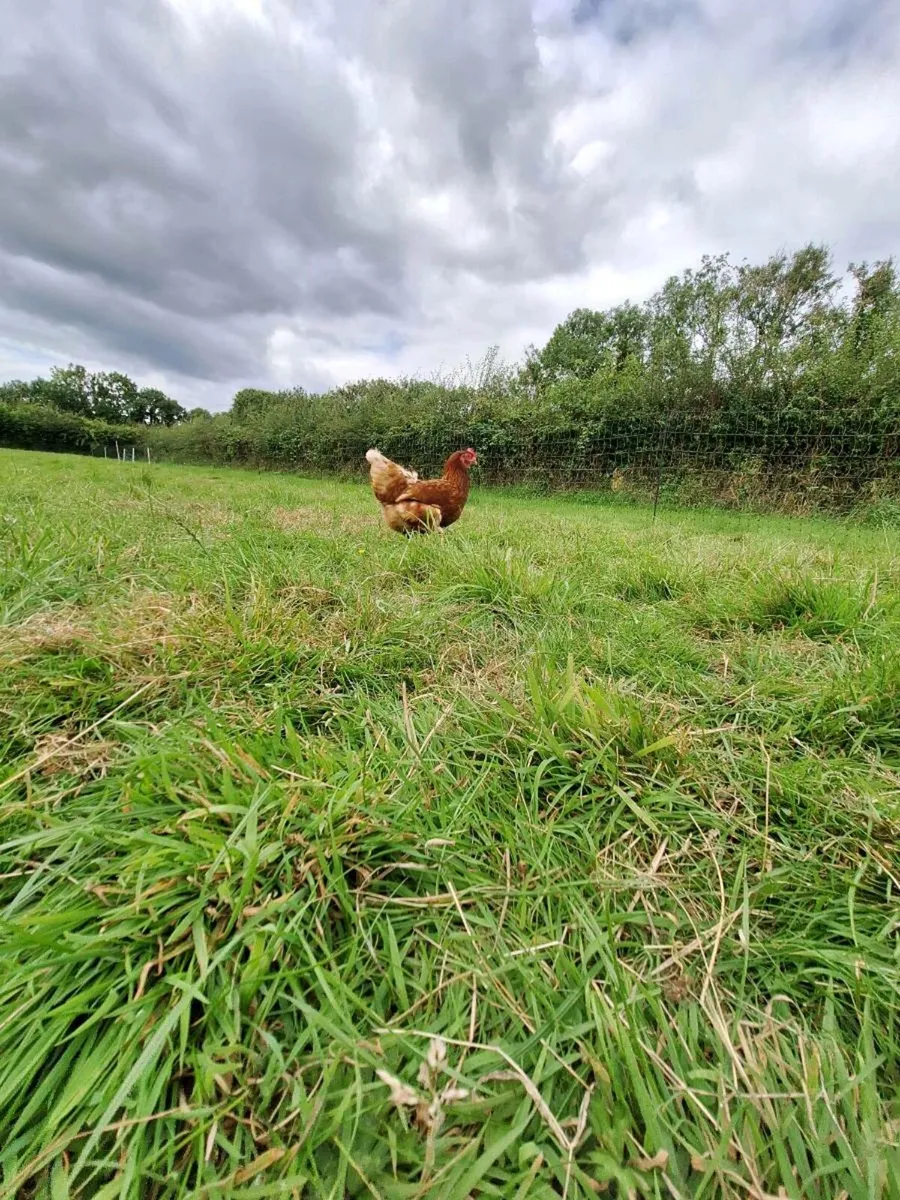Hens - Image 2