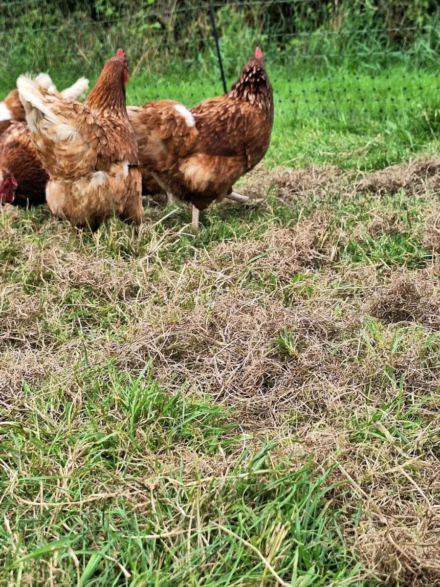 Hens - Image 3