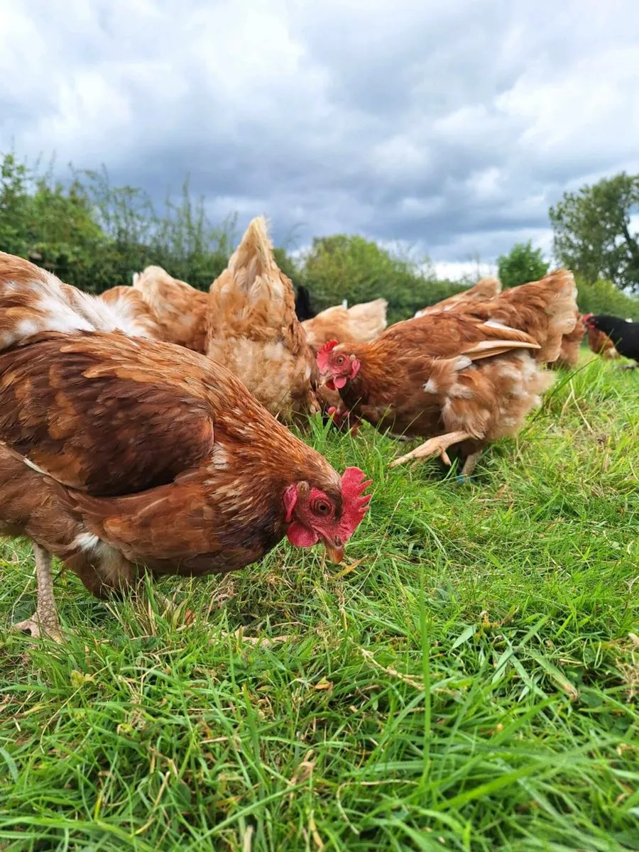 Hens - Image 4