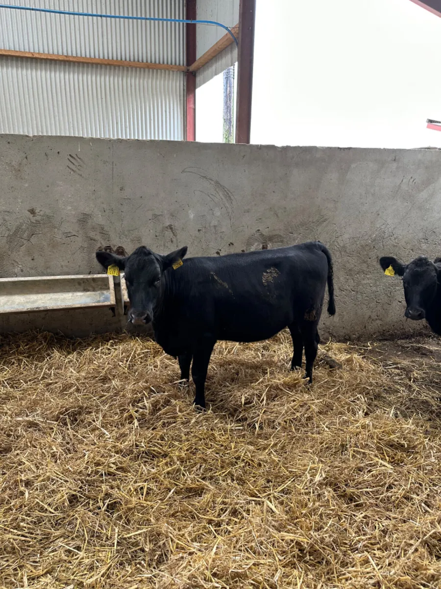 Angus heifers - Image 3