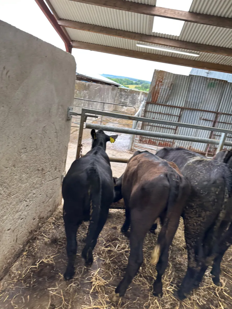 Angus heifers - Image 2