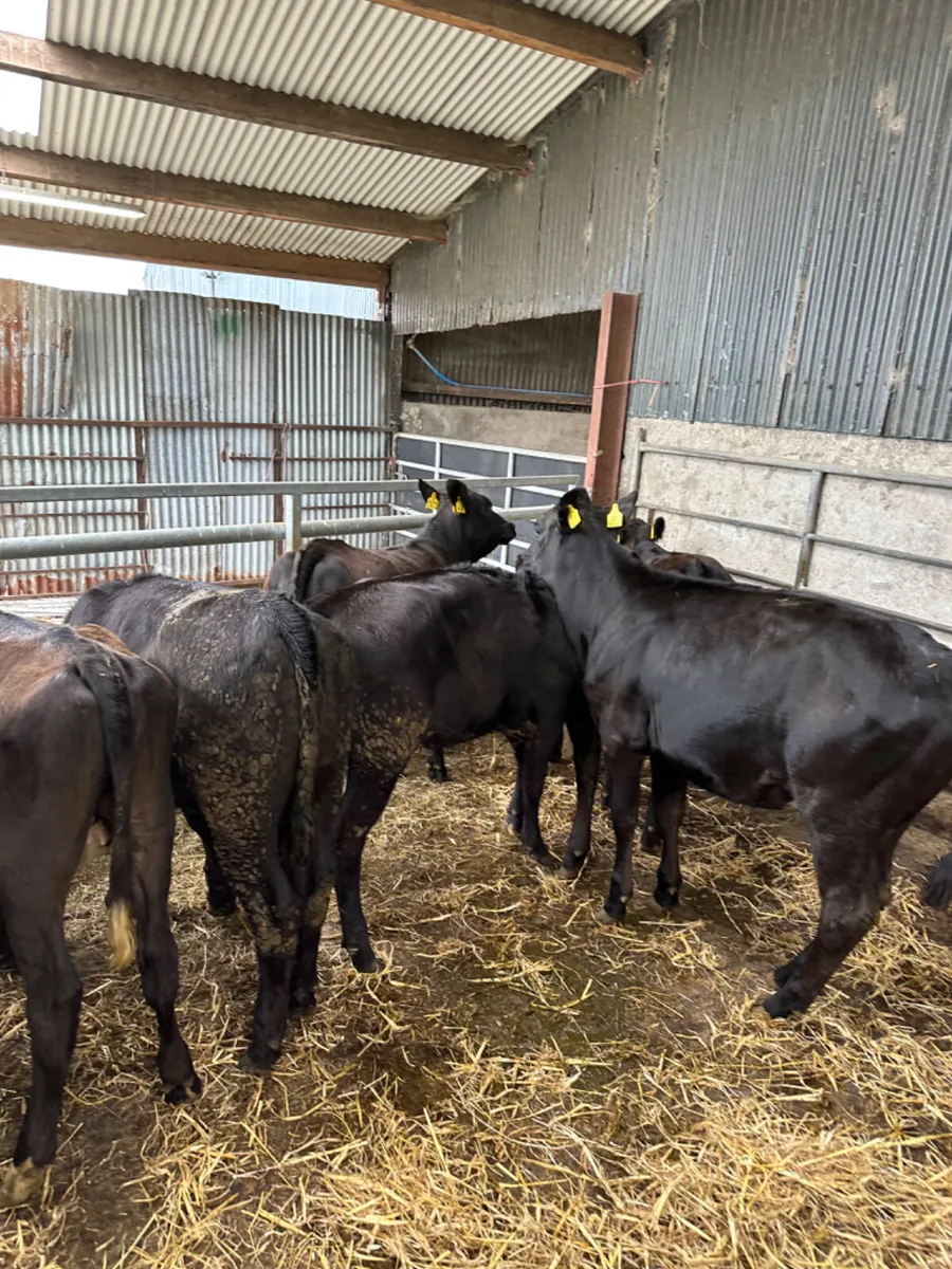 Angus heifers - Image 1