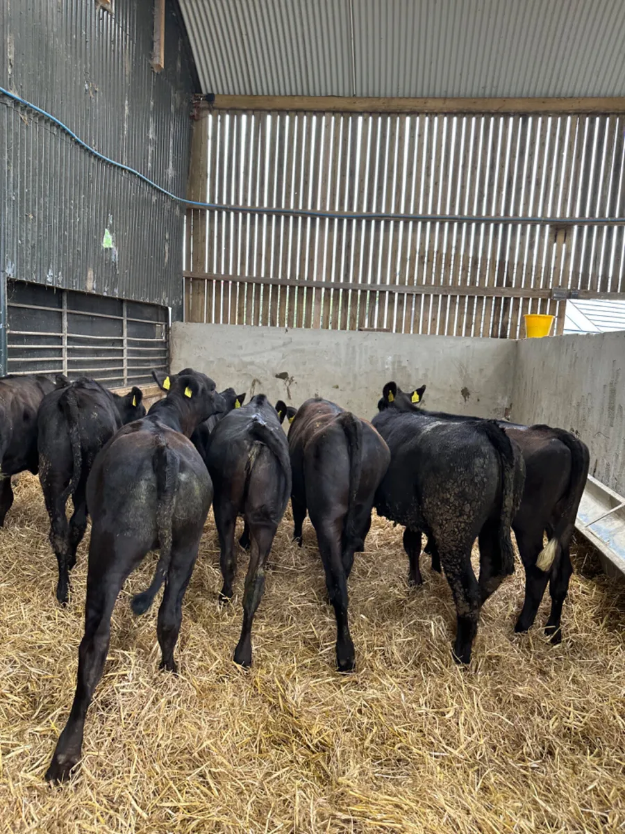 Angus heifers - Image 4