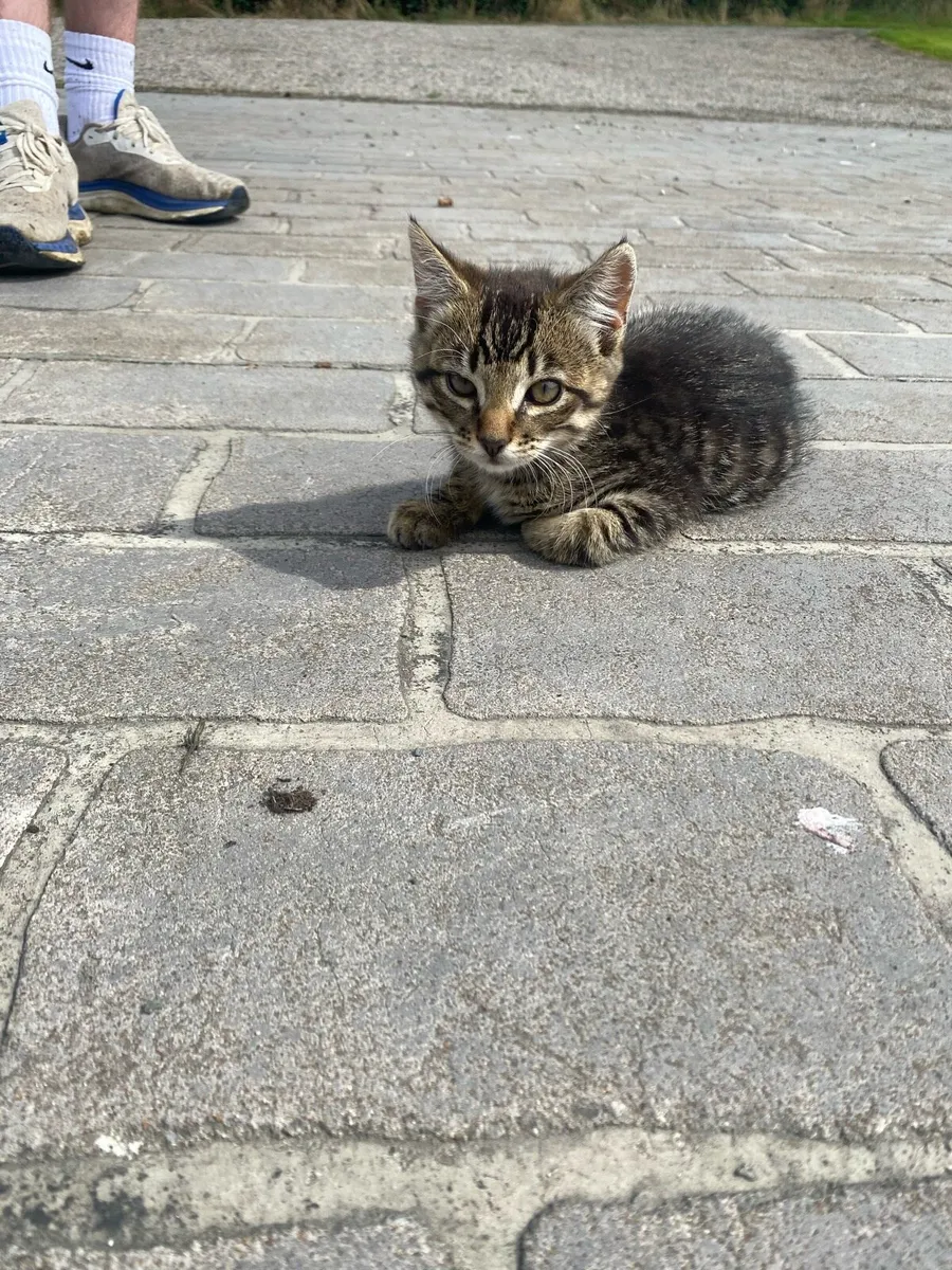 Cats - Image 1