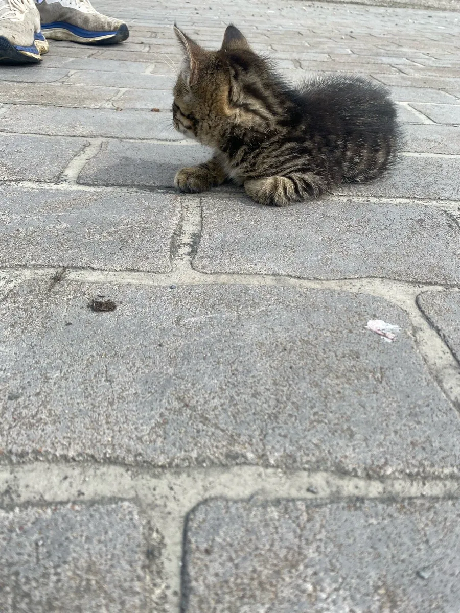 Cats - Image 2