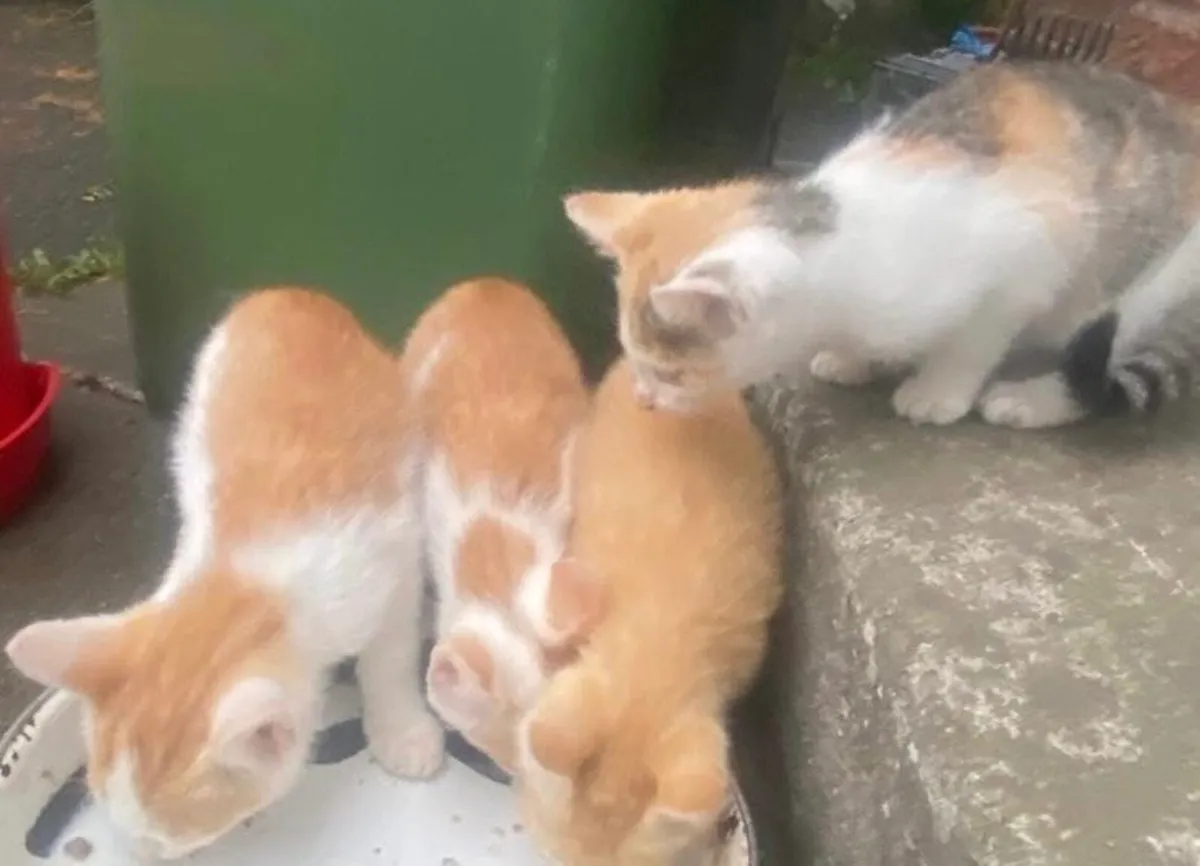 Kittens - Image 1