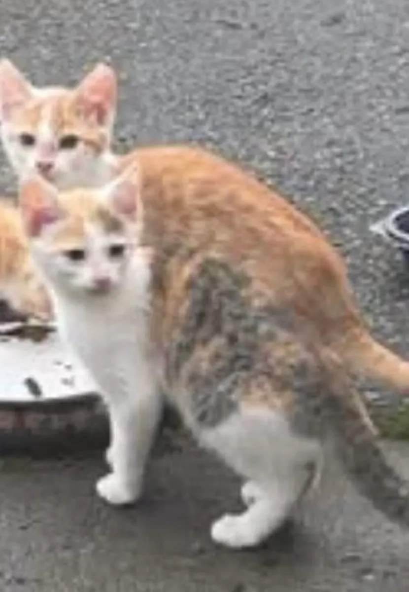 Kittens - Image 2