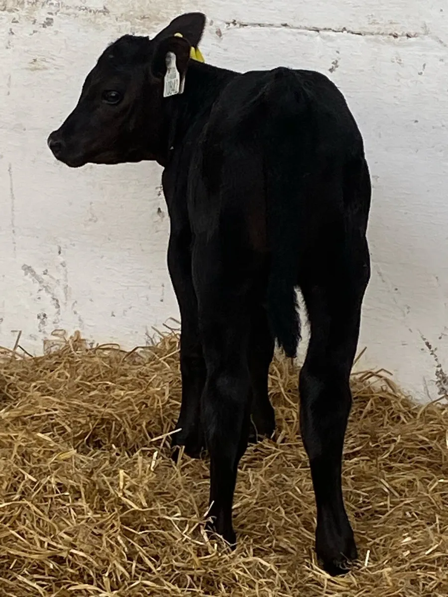 2 SUPER QUALITY ABERDEEN ANGUS HEIFER CALVES - Image 3