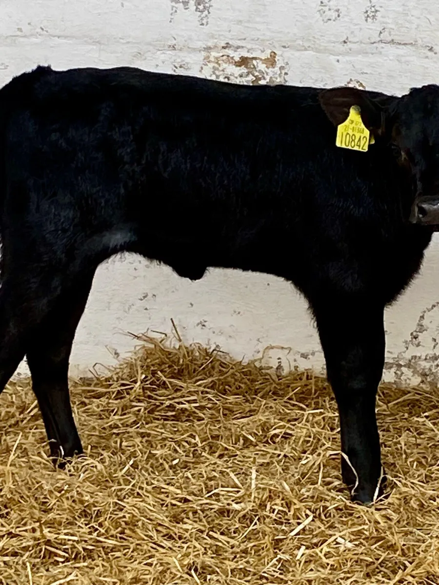2 SUPER QUALITY ABERDEEN ANGUS HEIFER CALVES - Image 4