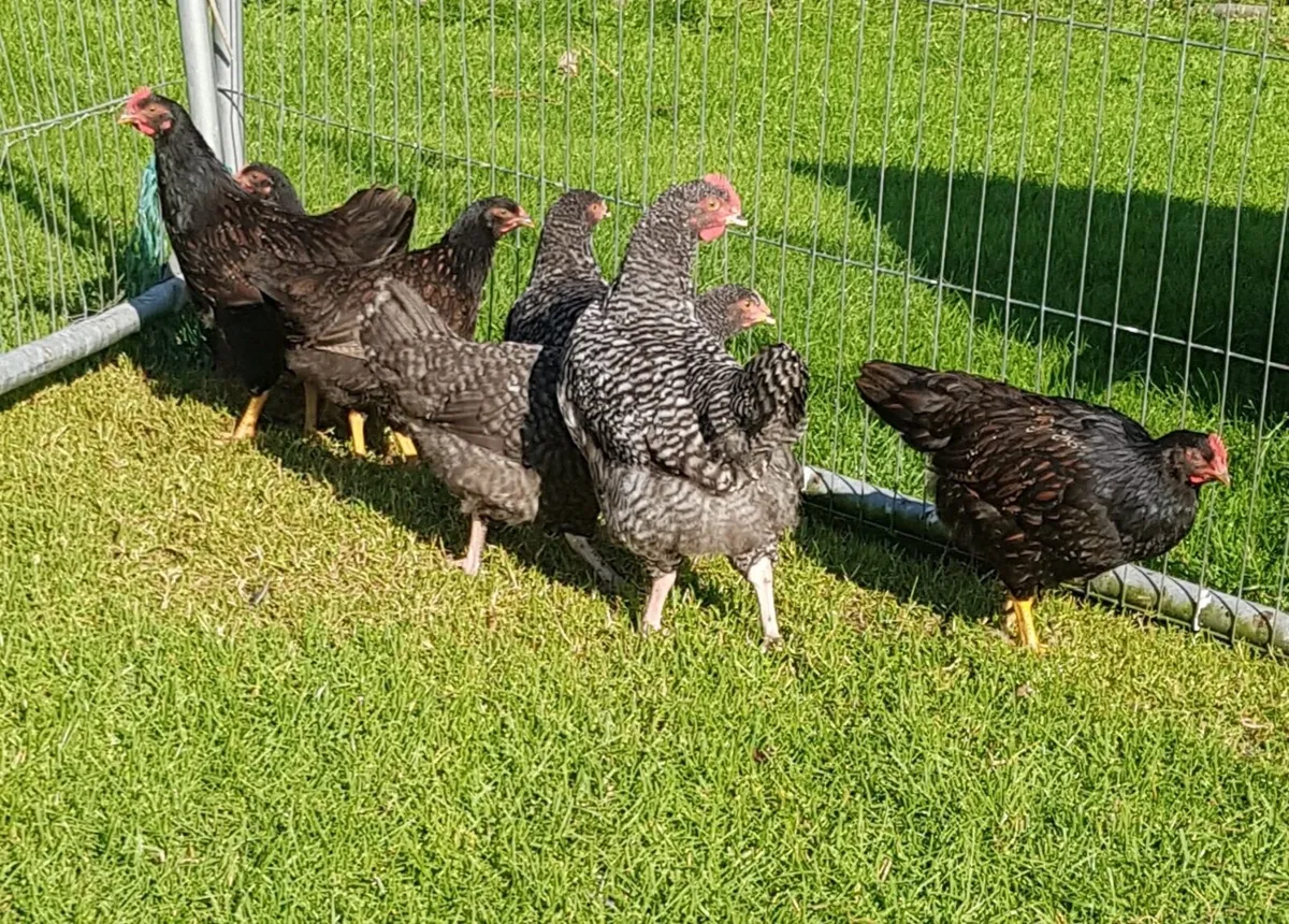 Cuckoo Maran and Barnevelder Pullets and Roosters - Image 1